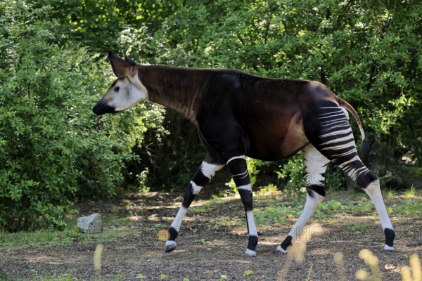 Okapi (Okapia johnstoni), adult, running, foraging, captive