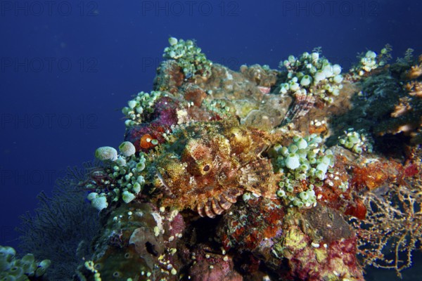 Camouflaged Papuan scorpionfish (Scorpaenopsis papuensis) and corals in a lively underwater