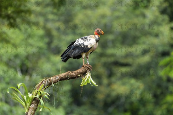 King vulture (Sarcoramphus papa), cock, vulture birds (Aegypiinae), Laguna del Lagarto Lodge,