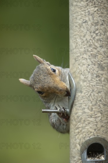 Grey squirrel (Sciurus carolinensis) adult animal feeding on sunflower seeds from a garden bird