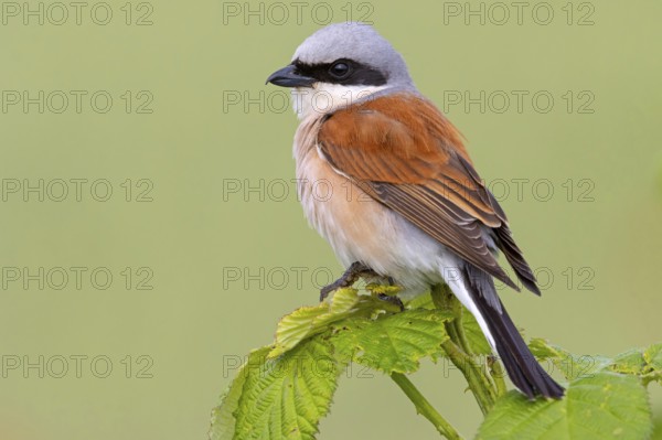 Red-backed shrike, red-backed shrike, thorn-backed shrike, family of shrikes, (Lanius collurio),