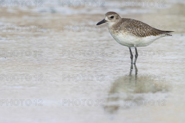 Black-bellied plover (Pluvialis squatarola), East Khawr / Khawr Ad Dahariz, Salalah, Dhofar, Oman,