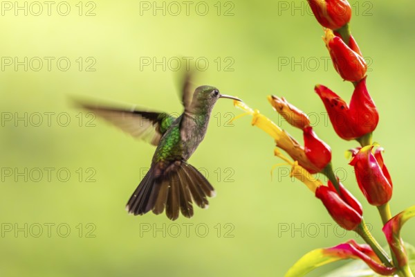 Green-fronted Brilliant Hummingbird (Heliodoxa jacula), Hummingbird (Trochilidae), Swiftbirds