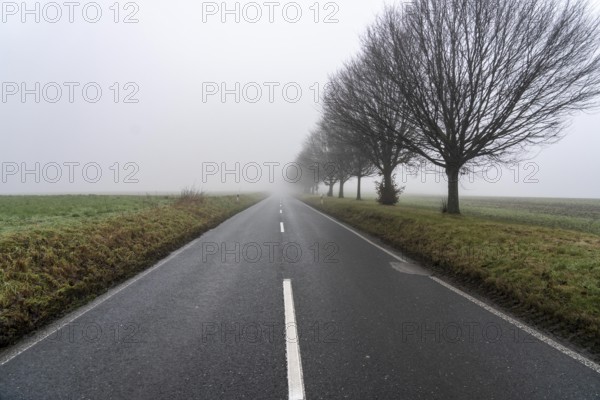 Dense fog, with visibility sometimes less than 100 metres, country road, Schuirweg, in Essen, North