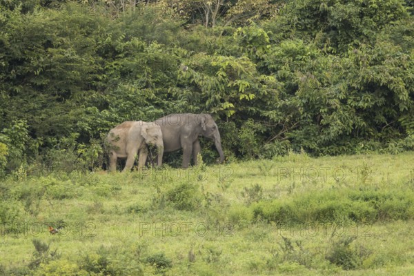 Indian elephants (Elephas maximus indicus), Khiri Khan, Hua Hin, Kui Buri National Park, Thailand,