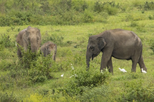 Indian elephants (Elephas maximus indicus), Khiri Khan, Hua Hin, Kui Buri National Park, Thailand,