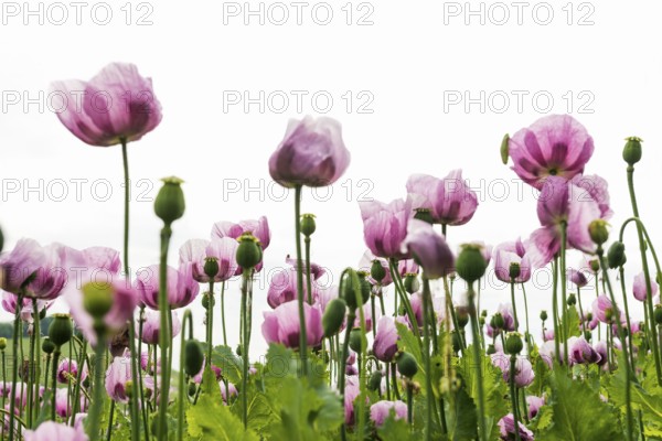 Opium poppy (Papaver somniferum), opium poppy field, Erlenbach, near Heilbronn, Baden-Württemberg,