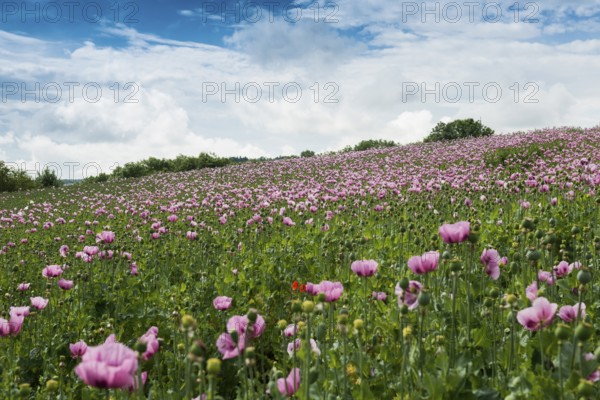 Opium poppy (Papaver somniferum), opium poppy field, Erlenbach, near Heilbronn, Baden-Württemberg,