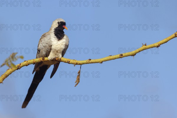 Cape Dove, (Oena capensi), Road N4 to Kaolack, Firgui, Senegal, Africa