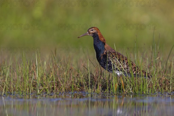 Ruff (Philomachus pugnax), male, Narew, Bialystok, Podlasie, Poland, Europe