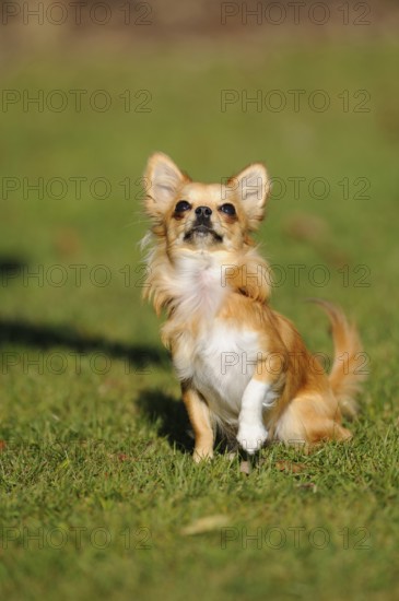 An alert sitting Chihuahua on a green meadow in the sun, Chihuahua, Longhair