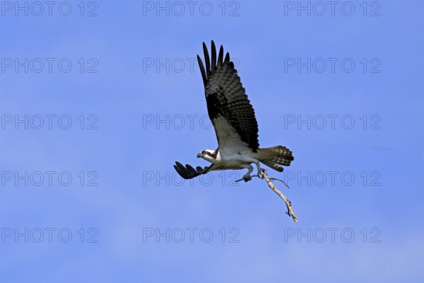 Osprey (Pandion haliaetus carolinensis), adult, flying, with nesting material, Paynes Prairie