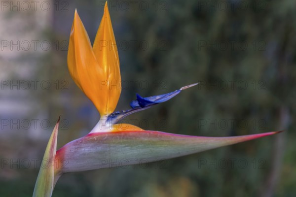 Bird of paradise flower (Strelitzia reginae), Apulia, Italy, Europe
