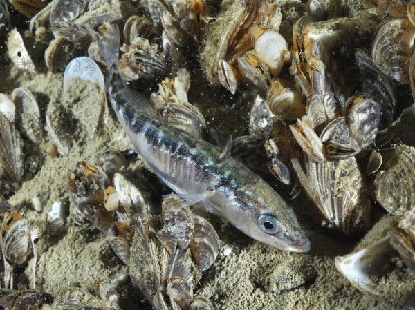 Three-spined stickleback (Gasterosteus aculeatus) resting between numerous quagga mussels