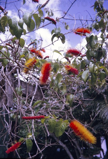 Bottlebrush tree in flower, Callistemon, Trinidad and Tobago c 1963
