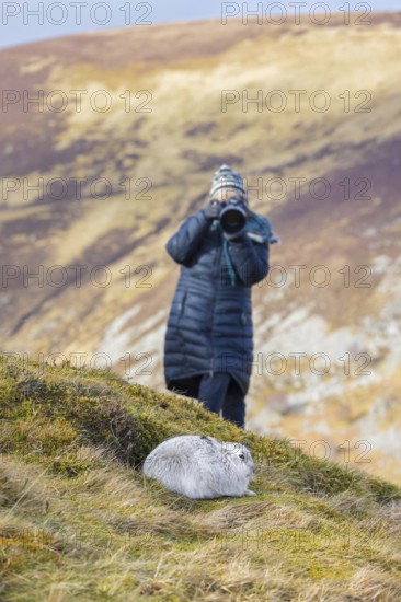 Nature photographer approaching mountain hare, snow hare (Lepus timidus) in white winter pelage in
