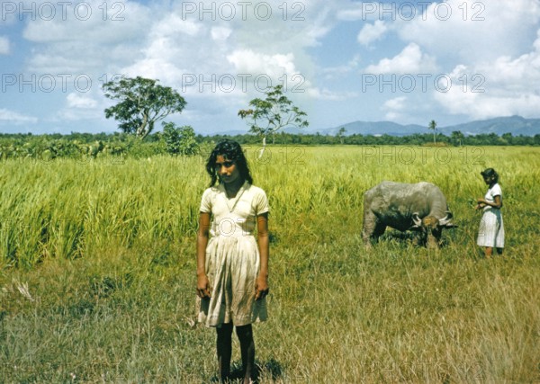 Two young women children and water buffalo in rice fields of central Trinidad 1963