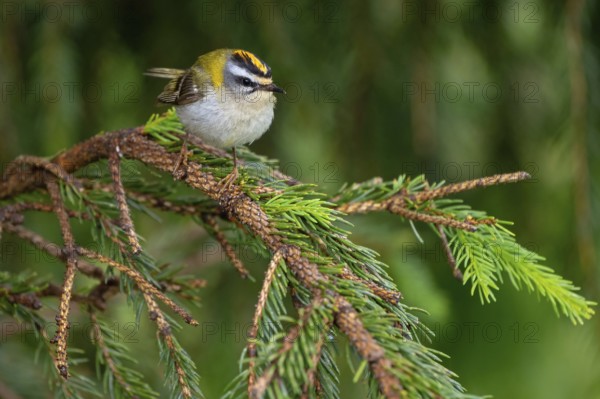 Goldcrest, Regulus ignicapillus, Luce, Mountain area, Luce, Styria, Slovenia, Europe