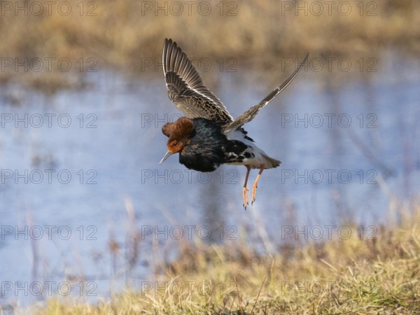 Ruff (Calidris pugnax) male in breeding plumage displaying at lek, jumping up in the air, Pokka,