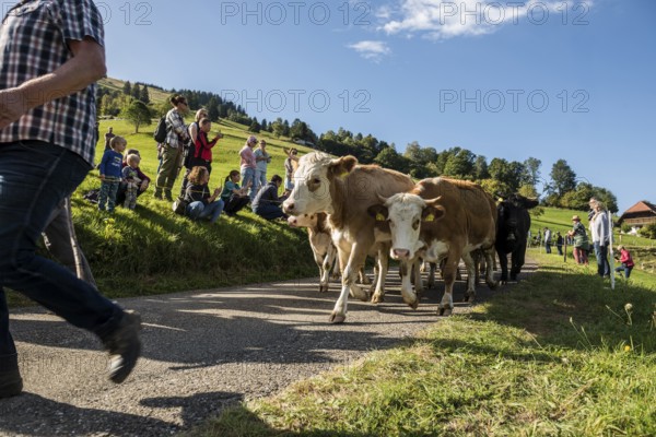 Alpine cattle drive, Münstertal, Southern Black Forest, Black Forest, Baden-Württemberg, Germany,