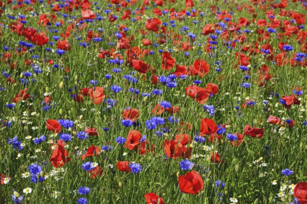 Europe, Germany, Mecklenburg-Western Pomerania, Poppy field and cornflowers near Göhren-Lebbin,