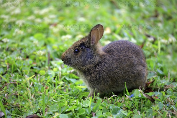 Swamp rabbit (Sylvilagus palustris), juvenile, bunny, rabbit, meadow, Florida, USA, North America