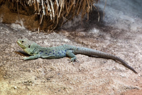 Pearl lizard (Timon lepidus), captive, Germany, Europe