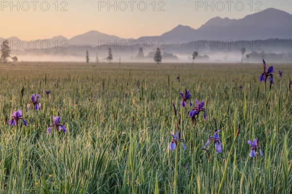 Irises, flowers, morning light, mood, spring, Staffelsee, Murnau, Alpine foothills, Bavaria,