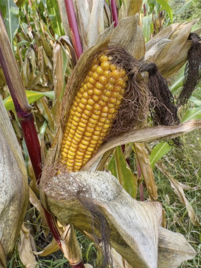Ripe corn corn cob with visible yellow corn kernels of maize Corn plant (Zea mays), Germany, Europe