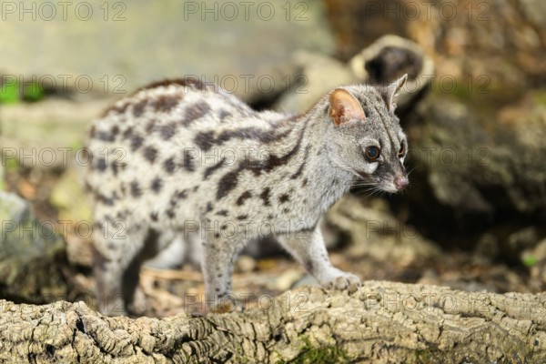 Common genet (Genetta genetta), wildlife in a forest, Montseny National Park, Catalonia, Spain,