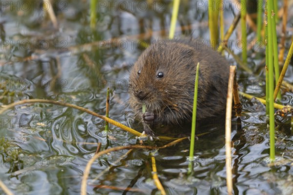 Water vole (Arvicola amphibius) adult rodent animal feeding on a reed leaf in a reedbed on a pond,