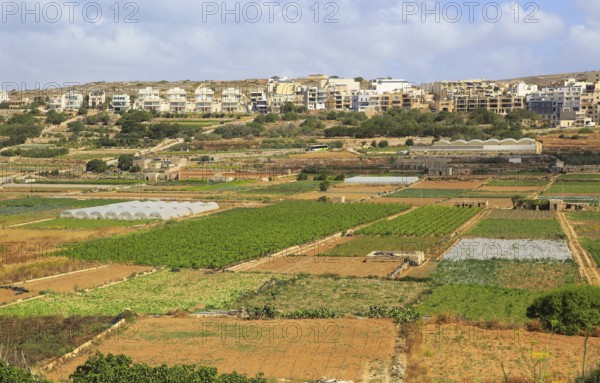Fertile farm land in Pwales valley, St Paul's Bay, Ghajn Tuffieha, Malta, Europe