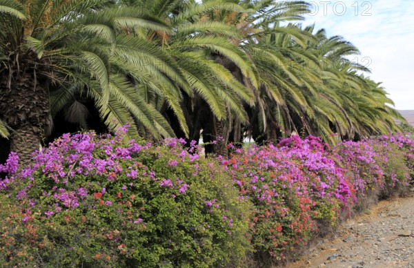 Bougainvillea plants flowering and palm fronds, Pajara, Fuerteventura, Canary Islands, Spain,