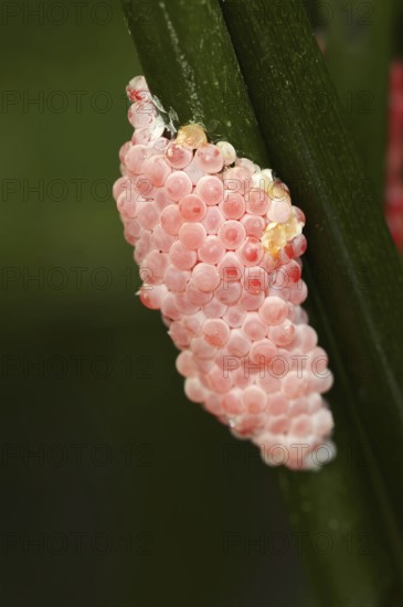 Channeled applesnail (Pomacea canaliculata), clutch, eggs, occurrence in South America
