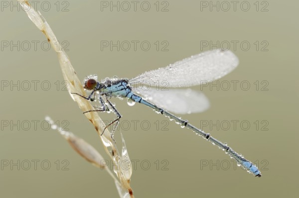 Small red-eyed damselfly (Erythromma viridulum), male with dewdrops, North Rhine-Westphalia,