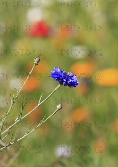 Cornflower (Centaurea cyanus), in flower meadow, North Rhine-Westphalia, Germany, Europe