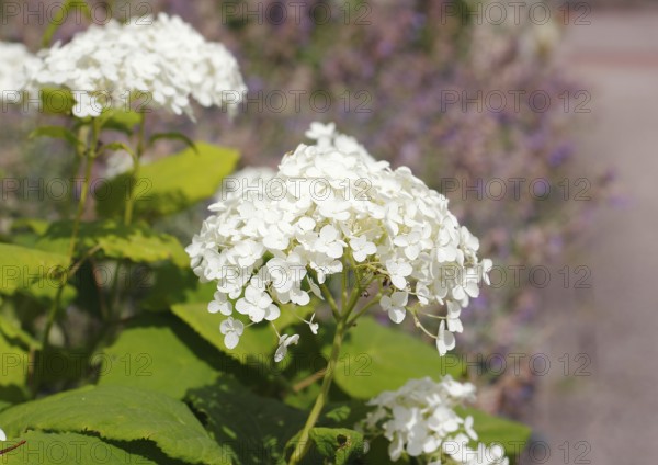White bigleaf hydrangea (Hydrangea macrophylla), North Rhine-Westphalia, Germany, Europe