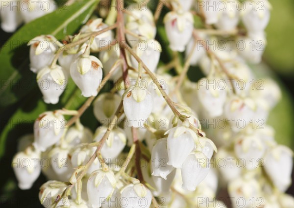 Flowering japanese andromeda (Pieris japonica), North Rhine-Westphalia, Germany, Europe