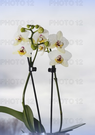 Butterfly orchid (Phalaenopsis), flowers