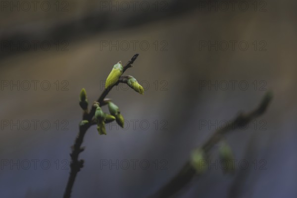 Buds on a shrub, photographed in Berlin, 27/02/2024