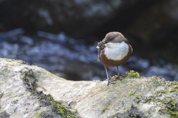White-throated Dipper (Cinclus cinclus), at a torrent with larvae in its beak,