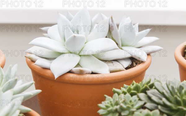 Beautiful succulent plant in greenhouse. Closeup, floral patterns, selective focus