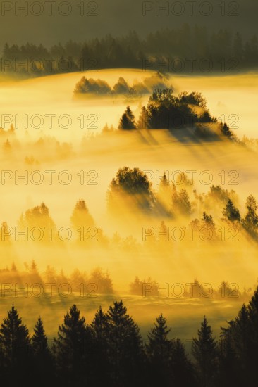 Fog and forest at the Rothenthurm high moor, Canton Schwyz, Switzerland, Europe