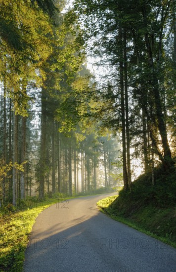 Narrow road leads through forest in Oberägeri, Canton Zug, Switzerland, Europe