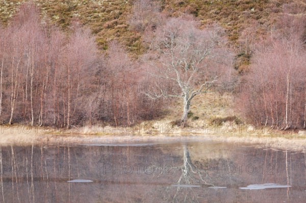 Reddish birch trees overgrown with moss are reflected in the water of a loch covered with ice