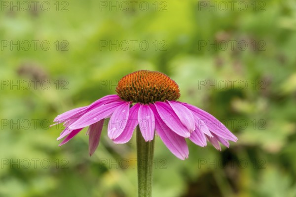 Purple cone flower (Echinacea purpurea), German