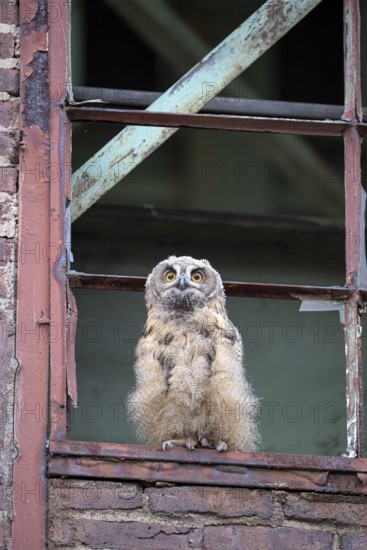 Eurasian eagle-owl (Bubo bubo), fledged young bird, in an old window frame, industrial building,