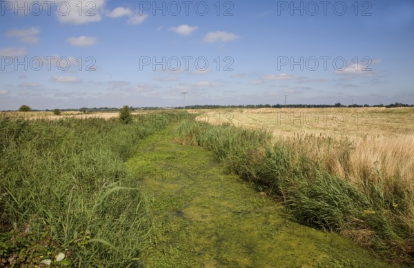 Eutrophication in drainage ditch Hollesley, Suffolk, England. Eutrophication is caused by the use