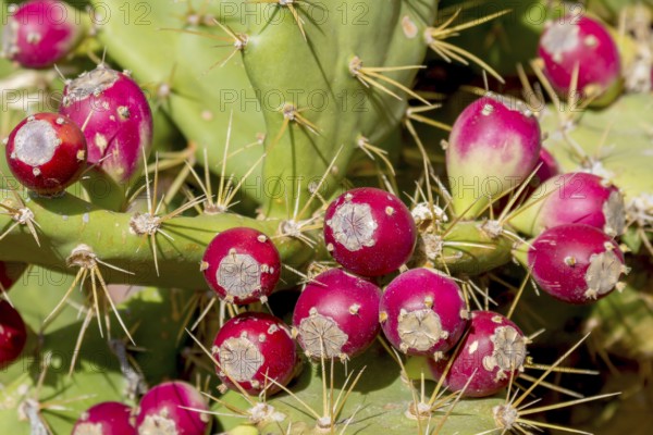 Fruits of the cactus pear (Opuntia ficus-indica), Fuerteventura, Canary Island, Spain, Europe