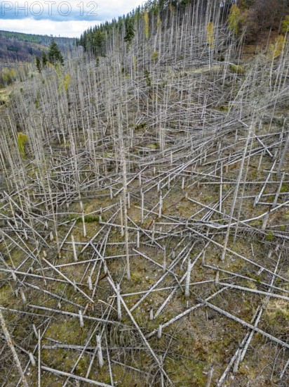 Dead spruce trees, broken by wind, lying wildly in disarray, forest dieback in the Arnsberg Forest